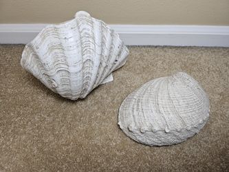 Resin Sea Shells - Set Of 2