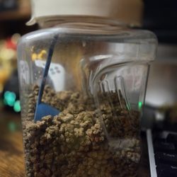 Free Chinchilla food 