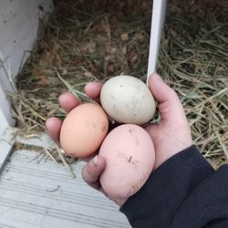 Fresh Eggs