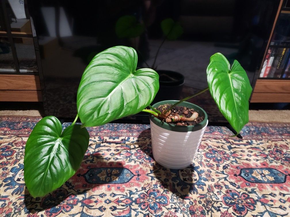 Philodendron Mcdowell 6" Planted