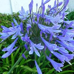 Blue  Lily of the Nile  Plant