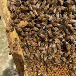 Honey Bee’s