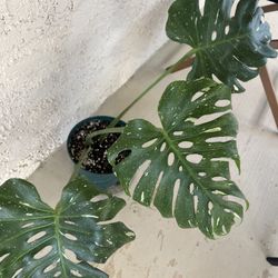 Monstera Thai Constellation 