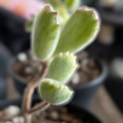 Bear Paw succulent (Variegated) - Starter Size