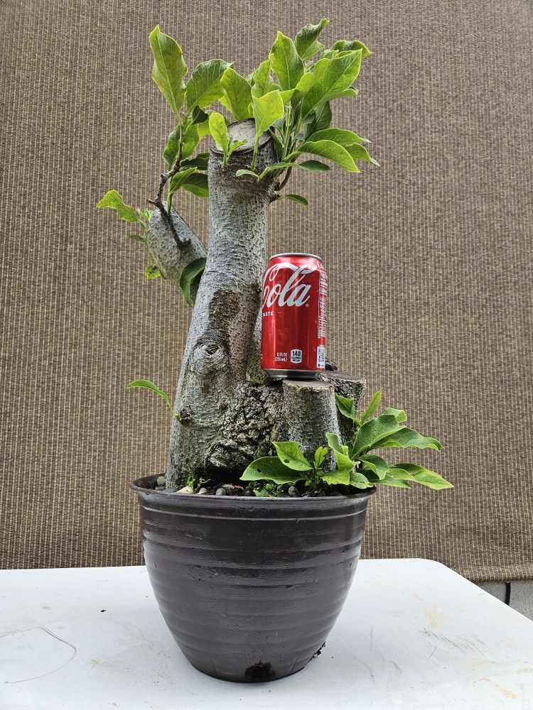 Old Lily Magnolia Bonsai Tree