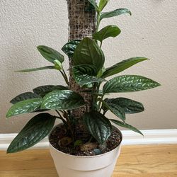 Monstera Peru