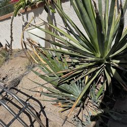 Free plants cactus must remove