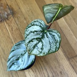 Philodendron Brandi Plant / Spring Sale / Free Delivery Available 