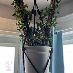 Ivy And Spider Plants With Hangers 