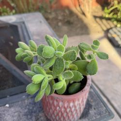 Bear Paw Succulent 