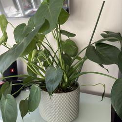 Monstera Plant 