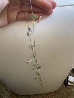 string of hearts cuttings
