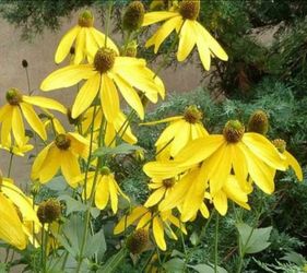 Native Plant- Perennial Yellow Cut Leaf Cone Flower