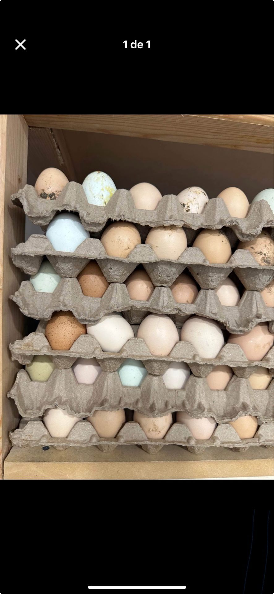 Fresh Eggs