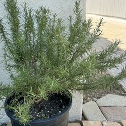 Large Rosemary Tree Herb Culinary