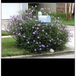 Purple Mexican Petunia