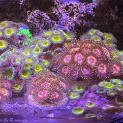 Fake Aquarium Decoration 