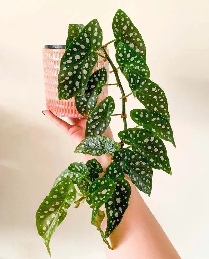 Lush Wide Leaf Angel Wings Polka Dot Begonia Plant/ Indoor Plant/ House Plant Flower Patio Garden 