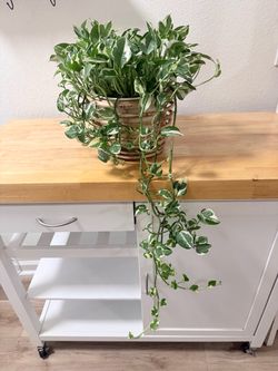 Large variegated pothos
