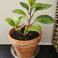 Varigated Baby Rubber Plant 