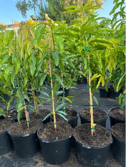 7g Grafted Mango Trees