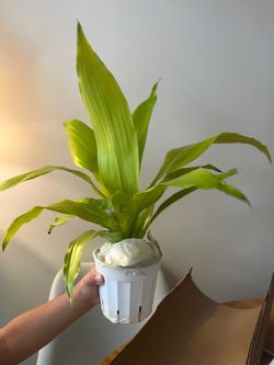 Dracaena lime light plant