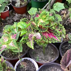 Coleus Plant 