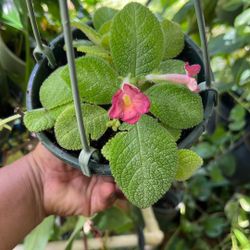 Episcia 'Lil Lemon' Green Flame Violet Hanging Tropical Live Plant