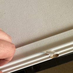 Cork Board