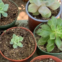 Plants