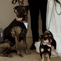 Small and Large Dog tuxedos 
