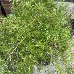 2 Large Pots (Asparagus Fern Included For Free)