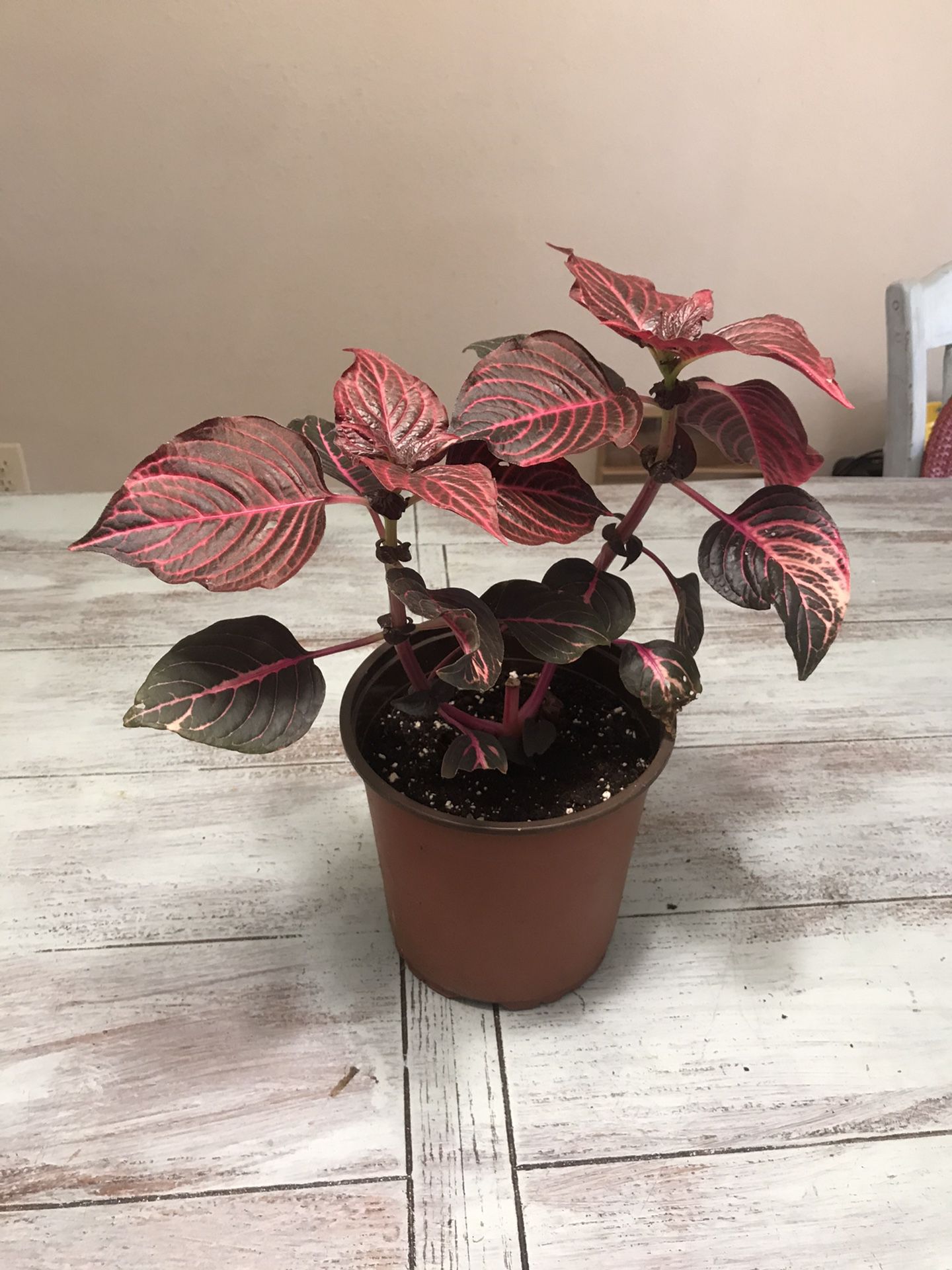 judas bush blood leaf plant for Sale in Grand Prairie, TX - OfferUp
