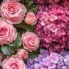 Rosemery 