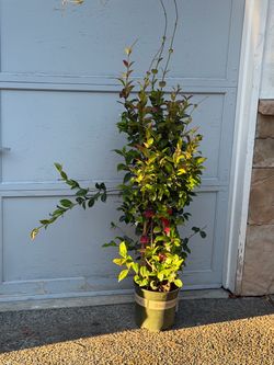 Huge  star jasmine tree