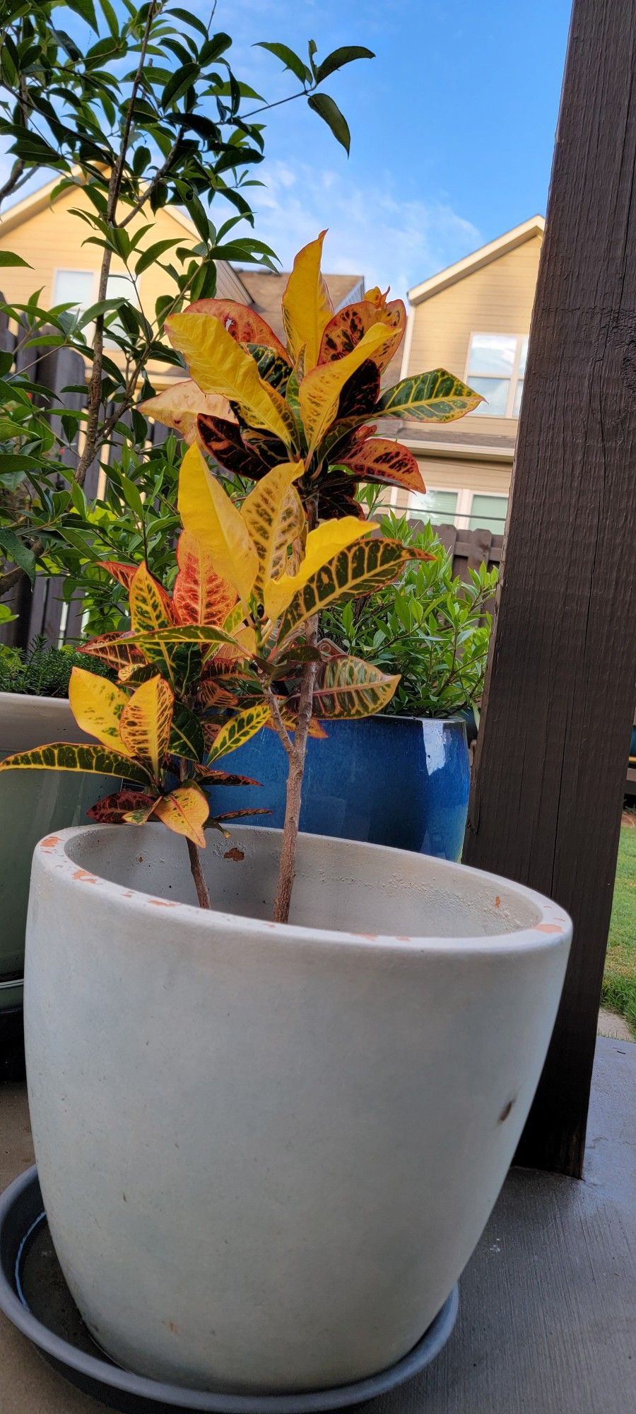 House Plant Without Pot