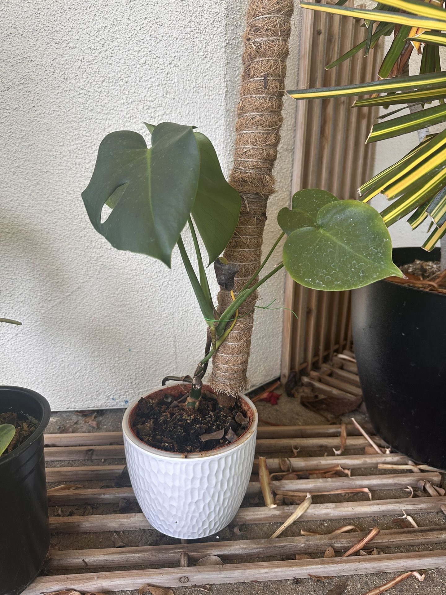 monstera-deliciosa-swiss-cheese-plant