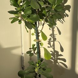 Crown of Thorns Plant