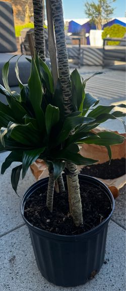 Large outdoor dracaena compacta cane plant