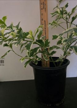 Variegated Duranta Skyflower Plant