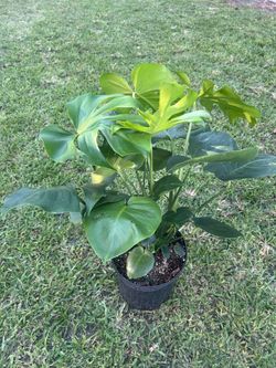 MONSTERA DELICIOSA ( 3 gallon pot) Air Purifying Indoor
