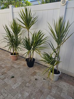 Dracena Plants