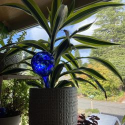 Plant
