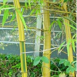 Hawaiian Bamboo