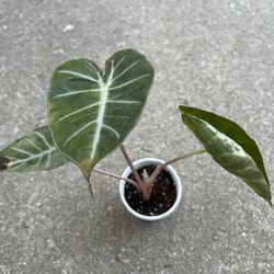 Pink Alocasia  Plant