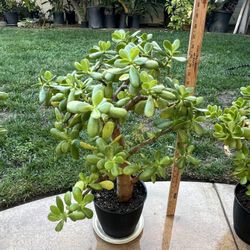 Jade Plant - Strong Trunk Pretty Shaped Plant