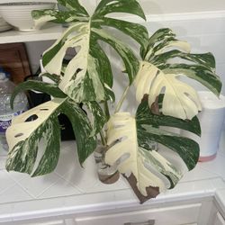 Albo Monstera Deliciosa 