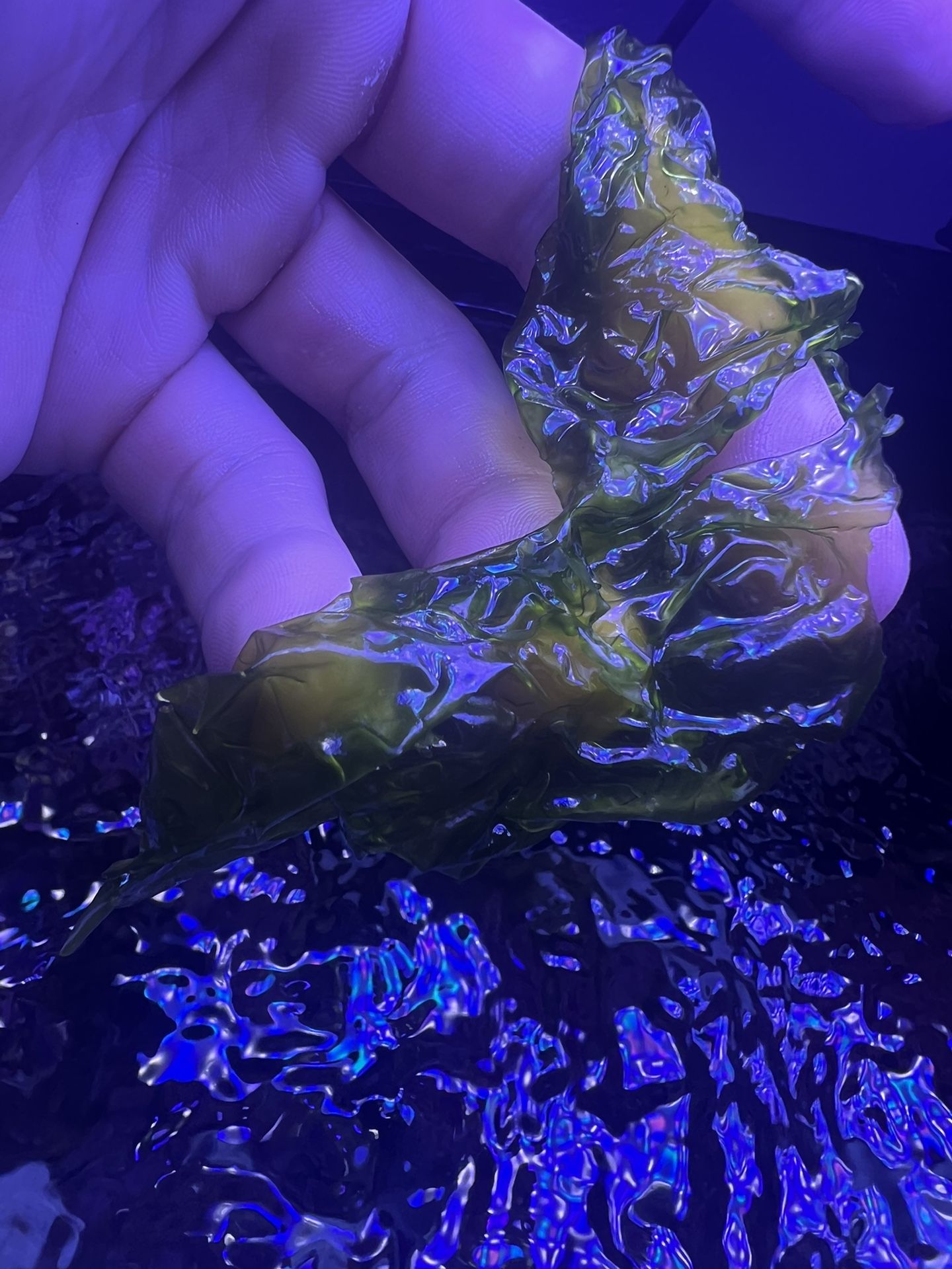 Sea lettuce Refugium