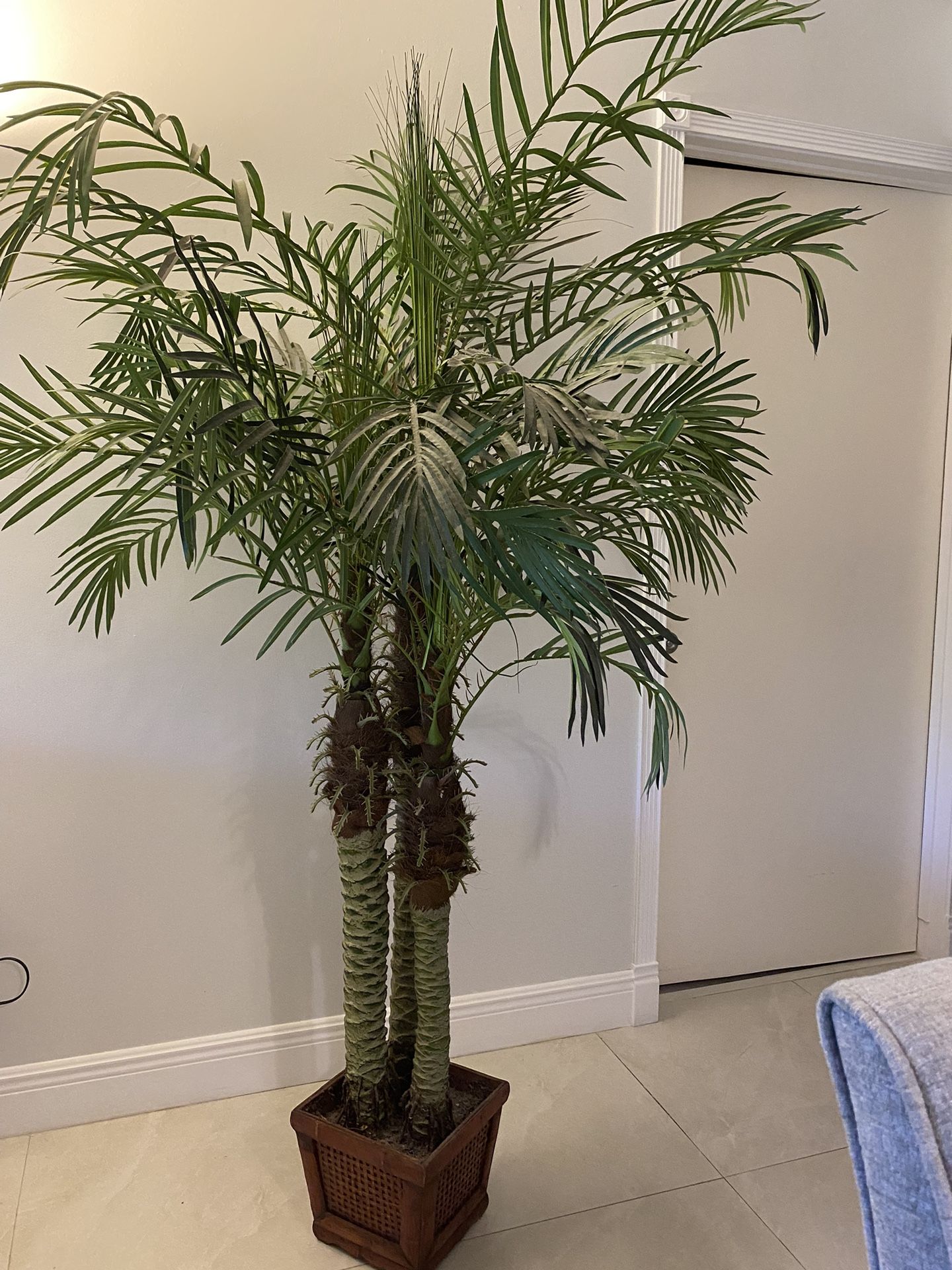 Silk Palm Plant