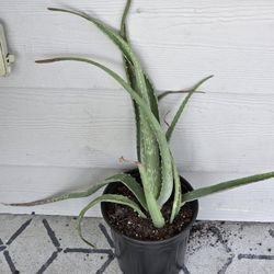 Aloe Vera Plant 